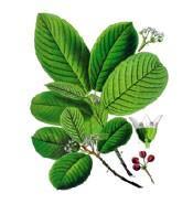 Лечебни растения в препаратите на AD Medicine
